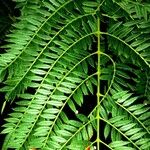 Jacaranda cuspidifolia Hoja
