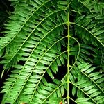 Jacaranda cuspidifolia Blad