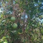 Lagenaria sphaerica Fruit