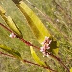 Persicaria maculosa पत्ता