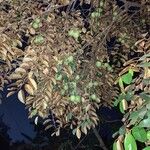 Chrysophyllum cainito Hoja