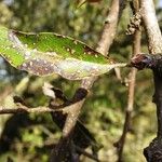 Pyrus spinosa Leaf