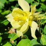 Aquilegia flavescens Floare