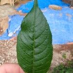 Prunus cerasoides Leaf