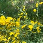 Cytisus arboreus Flor