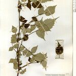 Rubus mesogaeus Muu