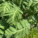 Tanacetum macrophyllum Blad