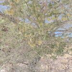 Acacia tortilis 整株植物