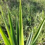 Agave sisalana Leaf