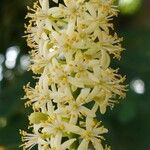 Adenanthera pavonina Blüte