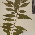 Eurya cerasifolia 其他