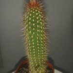 Pilosocereus chrysostele Hoja