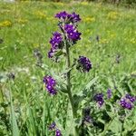 Anchusa officinalisFlors