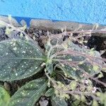 Gloxinia erinoides Blad