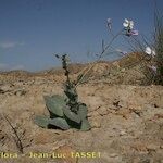 Moricandia foetida Hábito