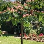 Albizia julibrissin Habitus