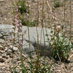 Penstemon palmeri Hábito