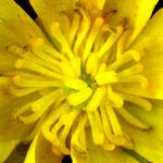 Ranunculus alismifolius Flower