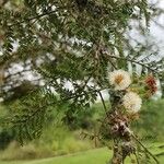 Vachellia gerrardii Blomst