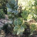 Protea grandiceps Habit