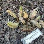 Echinocereus berlandieri Leaf