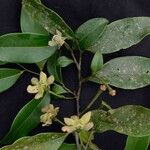 Guatteria australis Flor