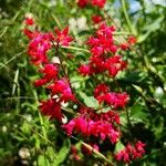 Heuchera sanguineaÕis