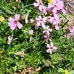 Saponaria caespitosa Žiedas