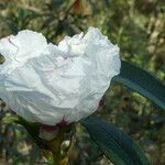 Cistus ladanifer 花