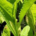 Aster tataricus Leaf