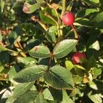 Rosa corymbifera Fruto