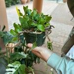 Microgramma vacciniifolia Агульны выгляд
