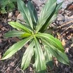 Digitalis canariensis Leaf