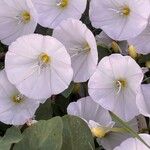 Convolvulus arvensis花