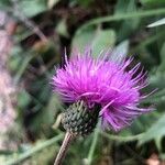 Cirsium heterophyllum Flower