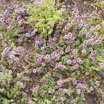 Mentha pulegium Flower