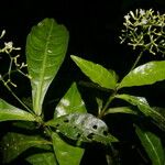 Psychotria orosiana Leaf