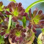 Aeonium arboreumLeht