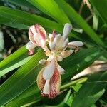 Alpinia calcarata Цветок