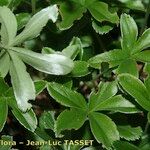 Alchemilla transiens Leaf