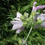 Malva tournefortiana Flor