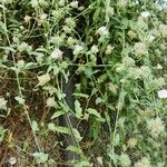 Convolvulus glomeratus Habit