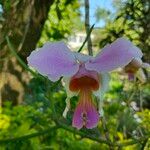 Papilionanthe teres Flower