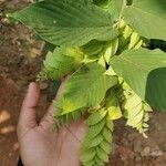 Flemingia strobilifera Leaf