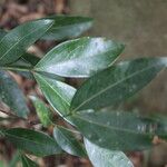 Zygia longifolia Leaf