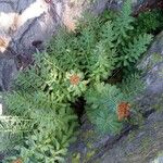 Rhodiola rosea অভ্যাস