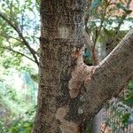 Eriobotrya japonica Ekosanga