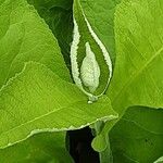 Inula helenium Blad