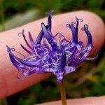 Phyteuma hemisphaericum Flower