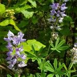 Lupinus arcticus Hoja